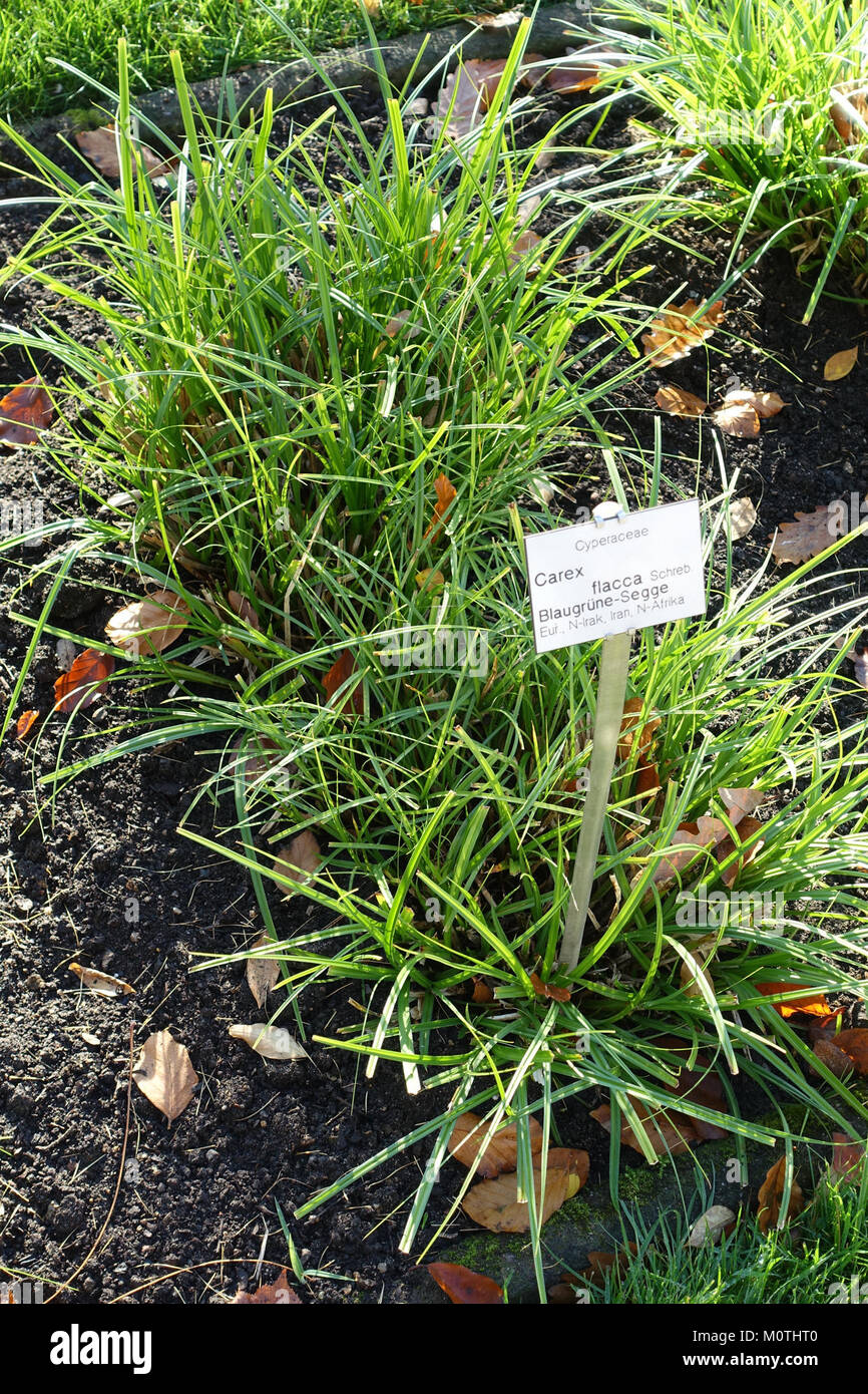 Carex flacca - Botanischer Garten Braunschweig - Braunschweig, Germany - DSC04389 Stock Photo