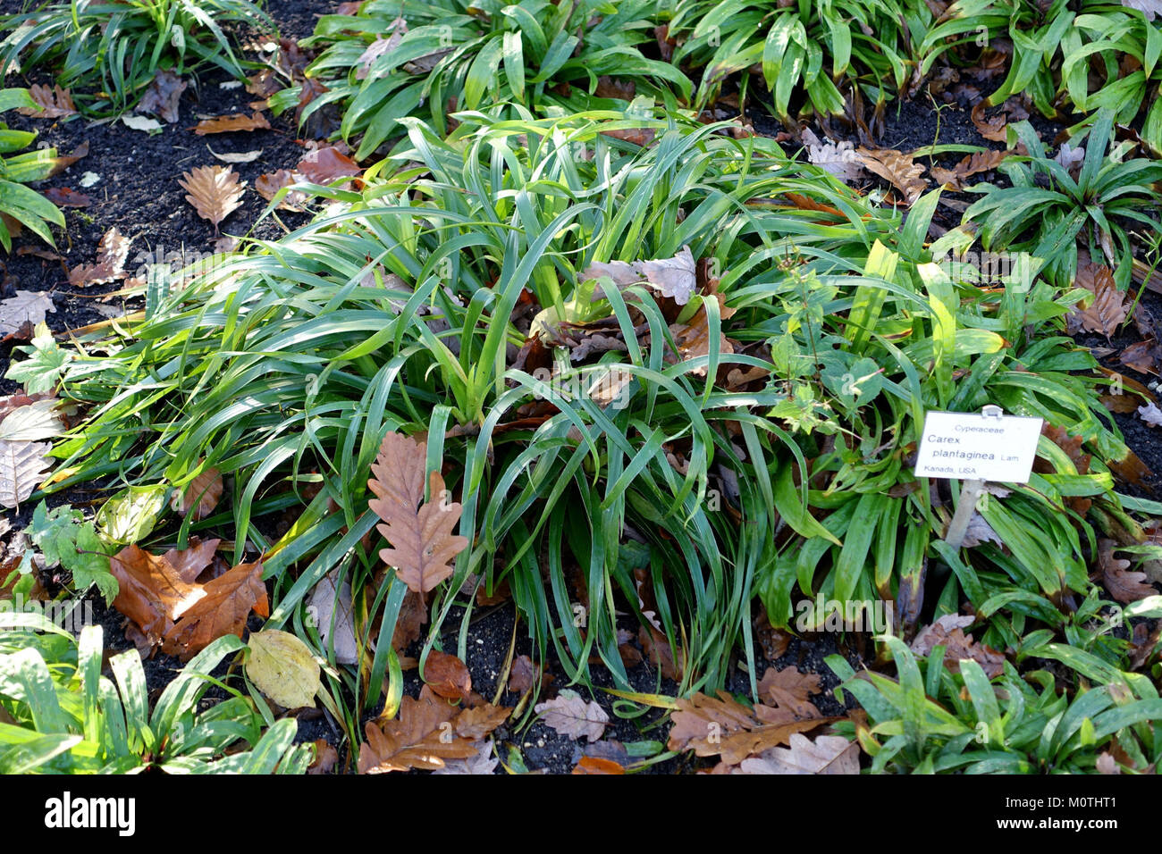 Carex plantaginea - Botanischer Garten Braunschweig - Braunschweig, Germany - DSC04392 Stock Photo