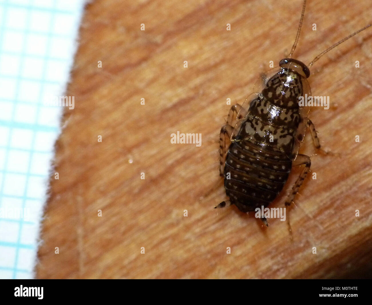 Cariblatta 20141012 nymph 163 mm Stock Photo Alamy