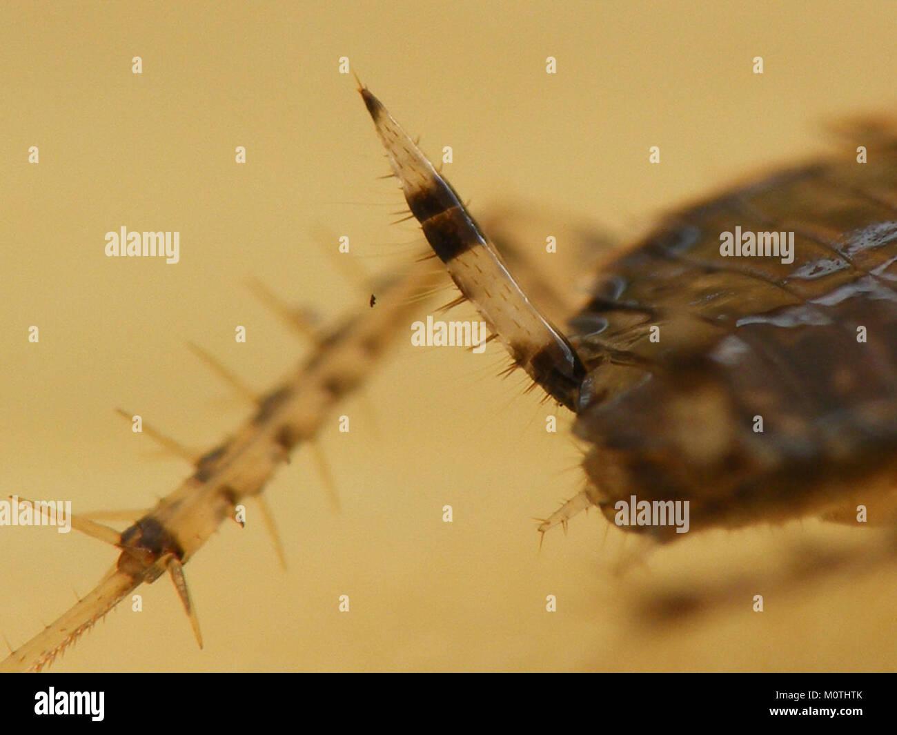 Cariblatta 20141024 nymph 522 Stock Photo Alamy