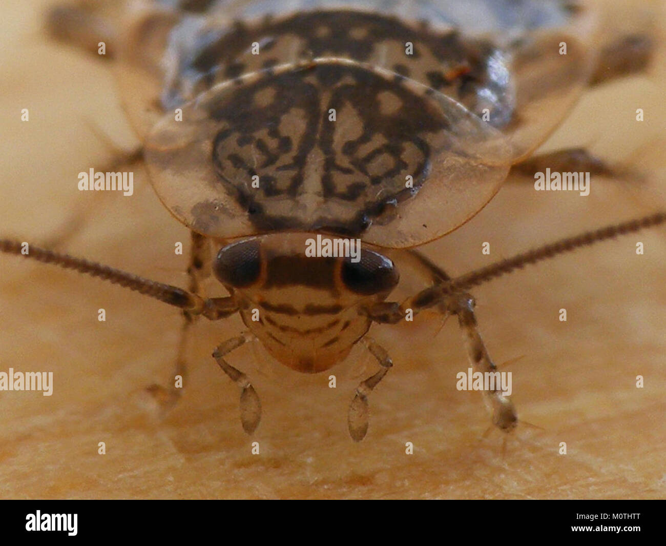 Cariblatta 20141024 nymph 545 Stock Photo Alamy