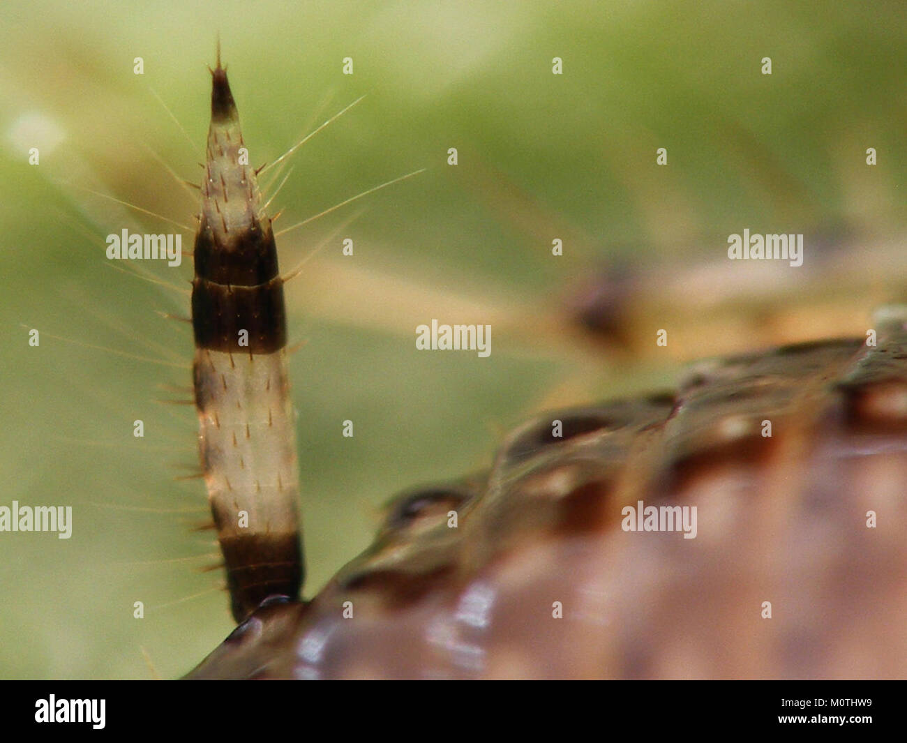 Cariblatta 20141111 nymph 666 Stock Photo Alamy