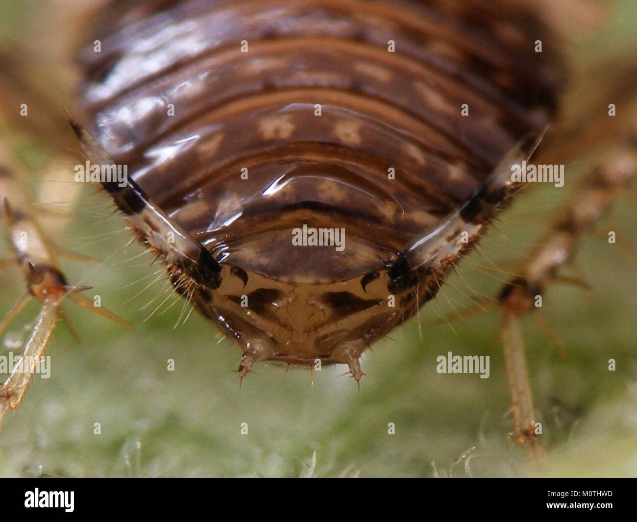 This image depicts a nymph of Cariblatta, a species within the ...