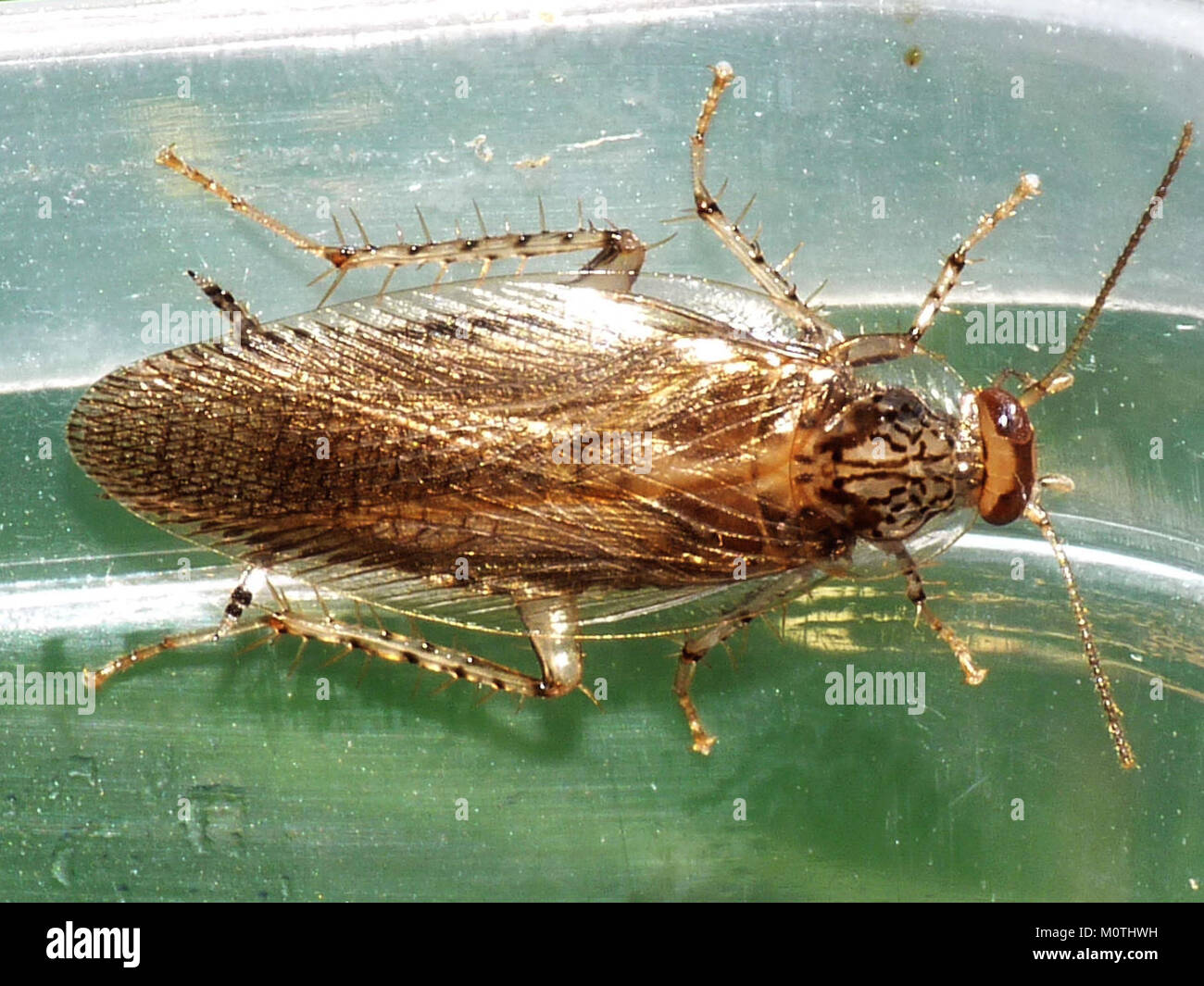 Cariblatta 20141120 imago 517 Stock Photo Alamy