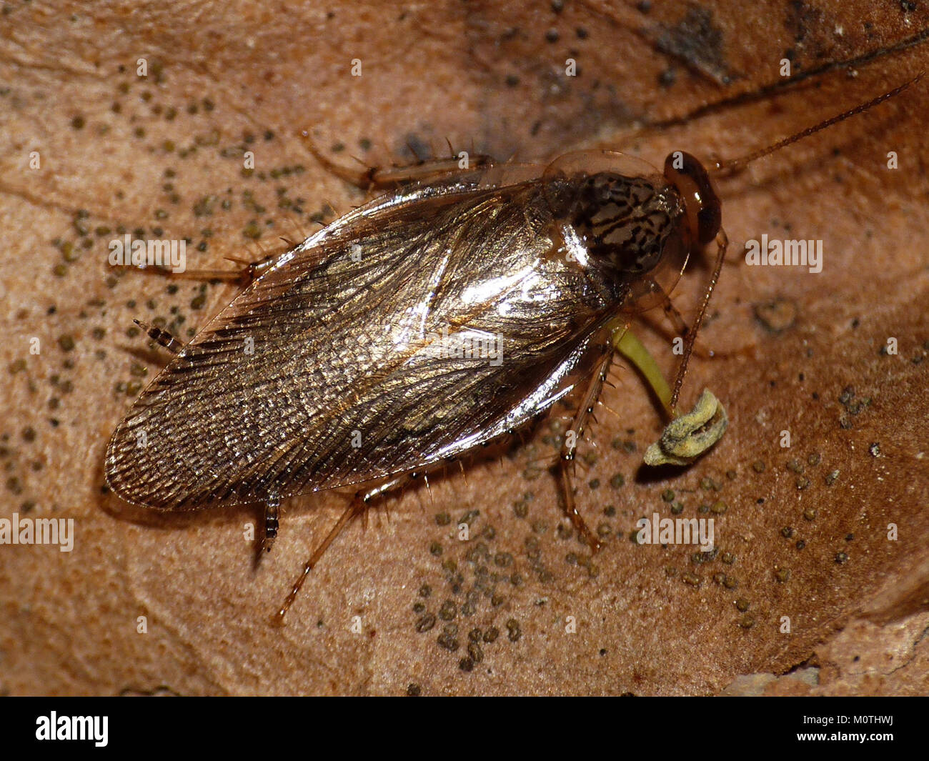 Cariblatta 20141120 imago 535 Stock Photo Alamy