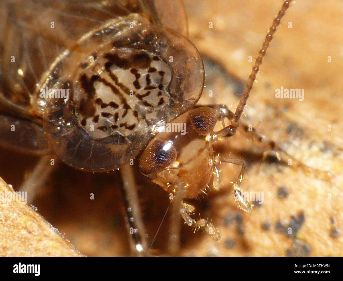 Cariblatta 20141120 imago 574 Stock Photo Alamy