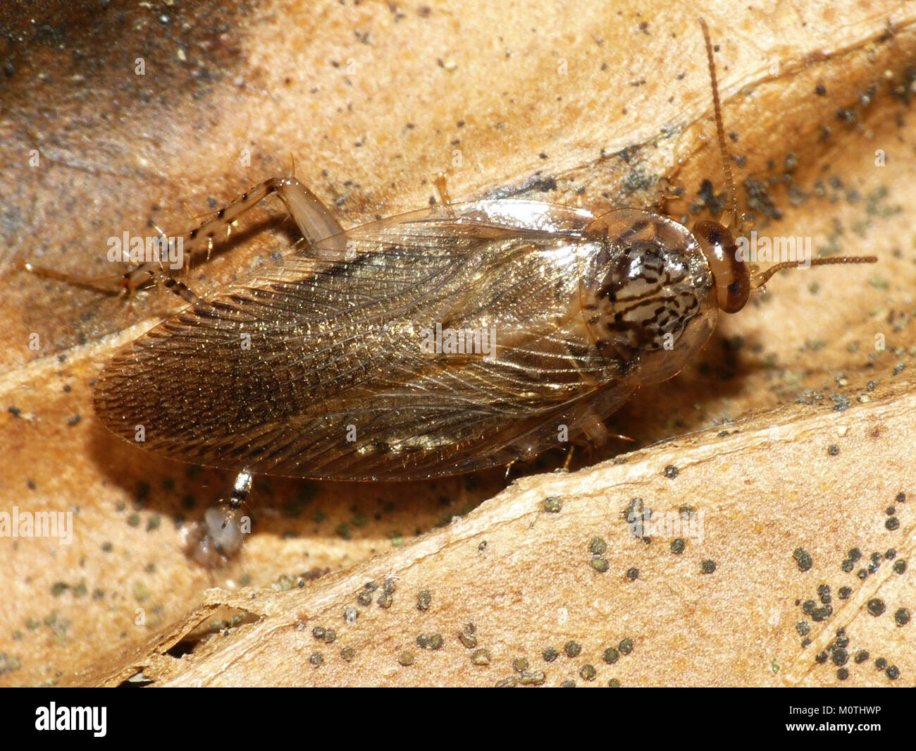Cariblatta 20141120 imago 582 Stock Photo Alamy