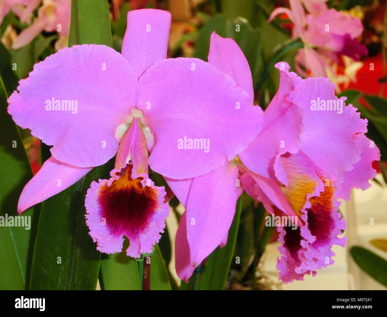 Cattleya percivaliana tipo Alberts Stock Photo