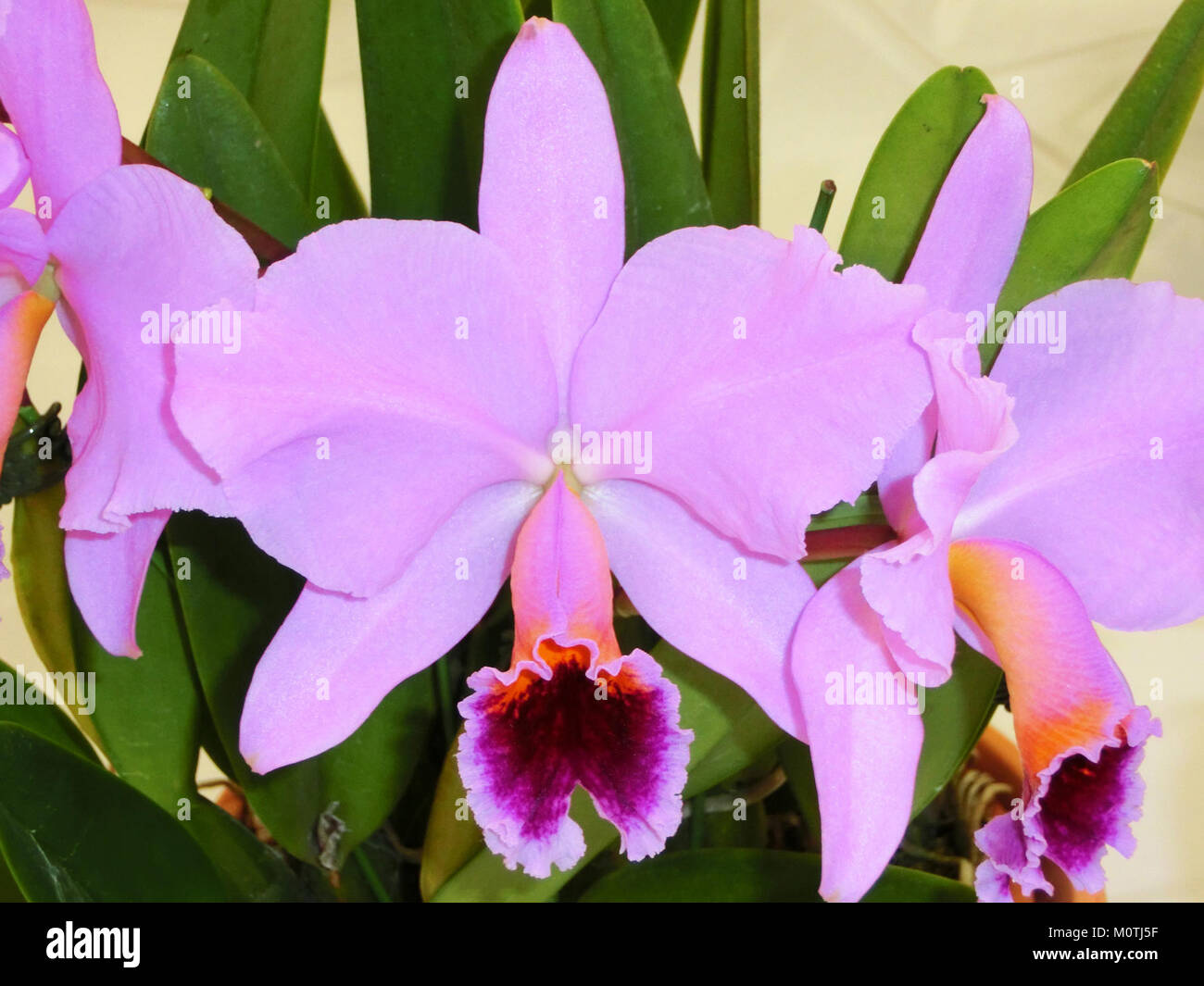 Cattleya percivaliana tipo Summit Stock Photo