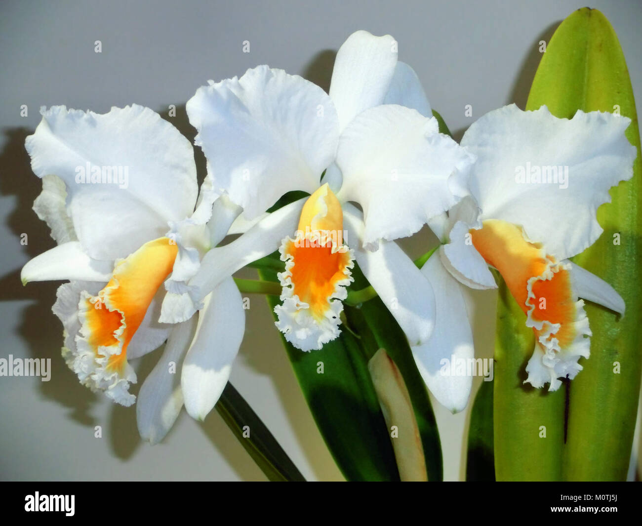 Cattleya percivaliana forma alba Stock Photo