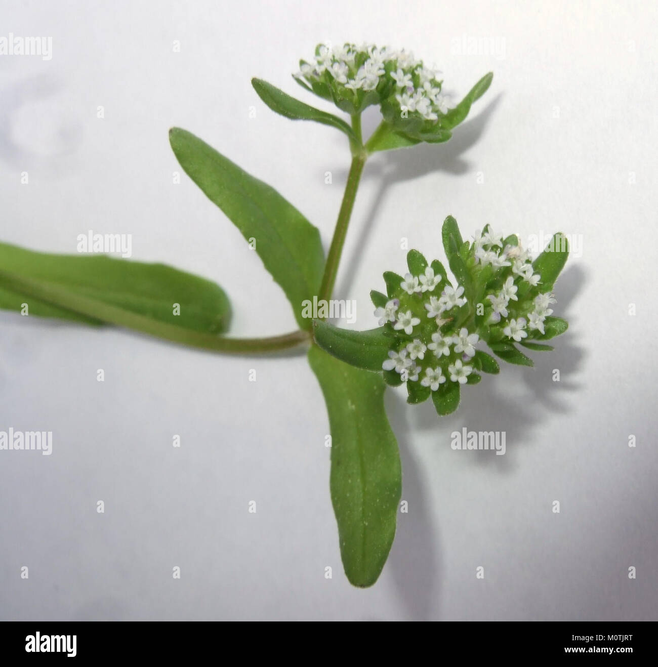 A specific image or reference identified as CDSCF01451, possibly a ...