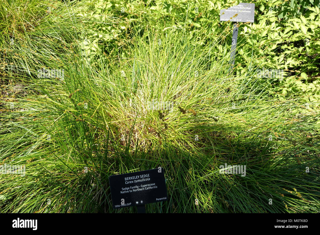 Carex tumulicola - VanDusen Botanical Garden - Vancouver, BC - DSC06771 Stock Photo
