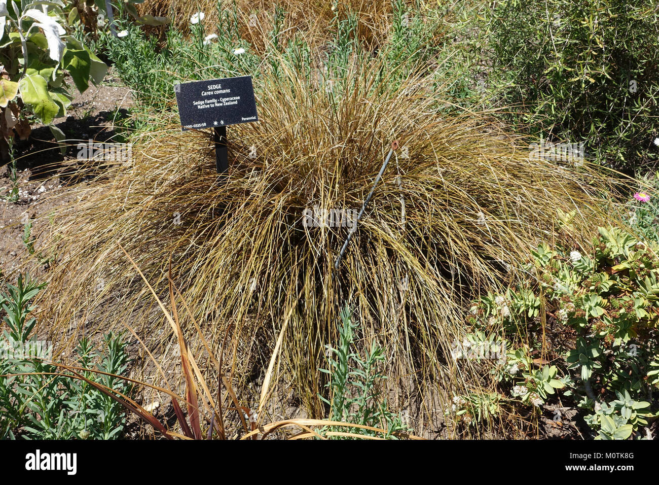 Carex comans - VanDusen Botanical Garden - Vancouver, BC - DSC07393 Stock Photo