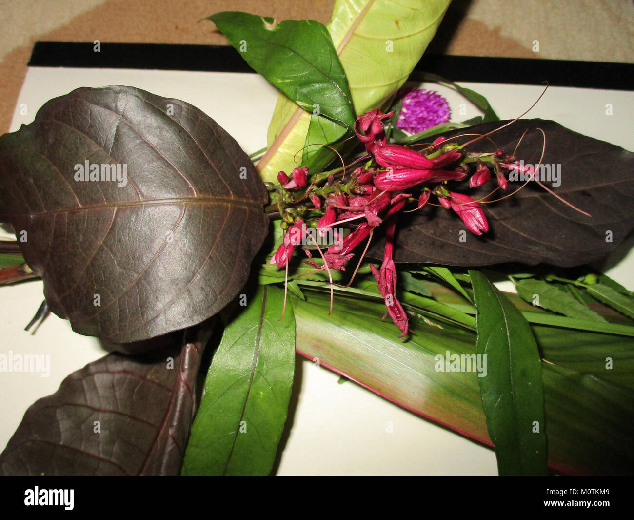 Caricature plant (Graptophyllum pictum) in circumcision ceremony Stock Photo