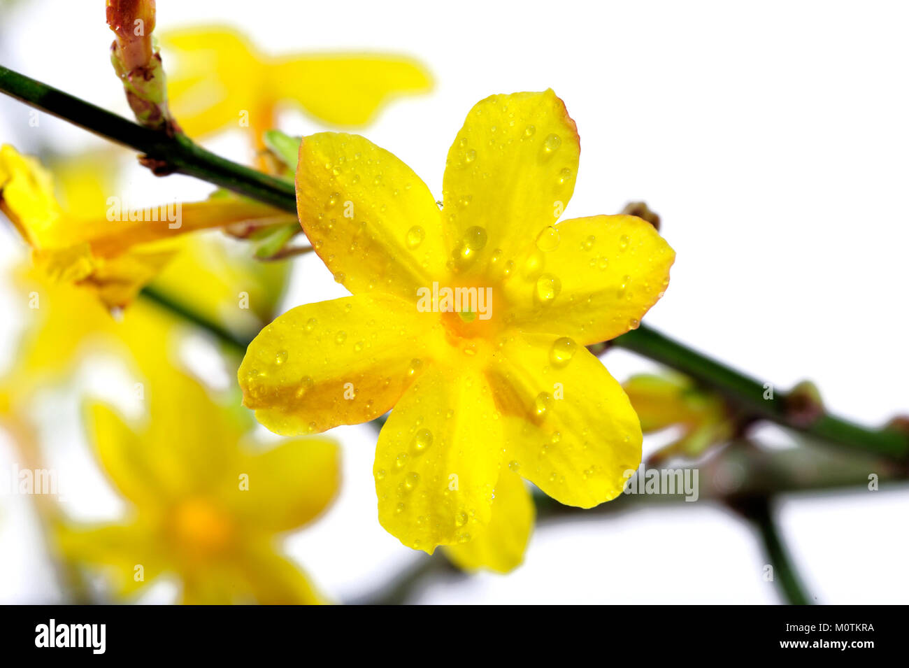 Жасмин цветок желтый