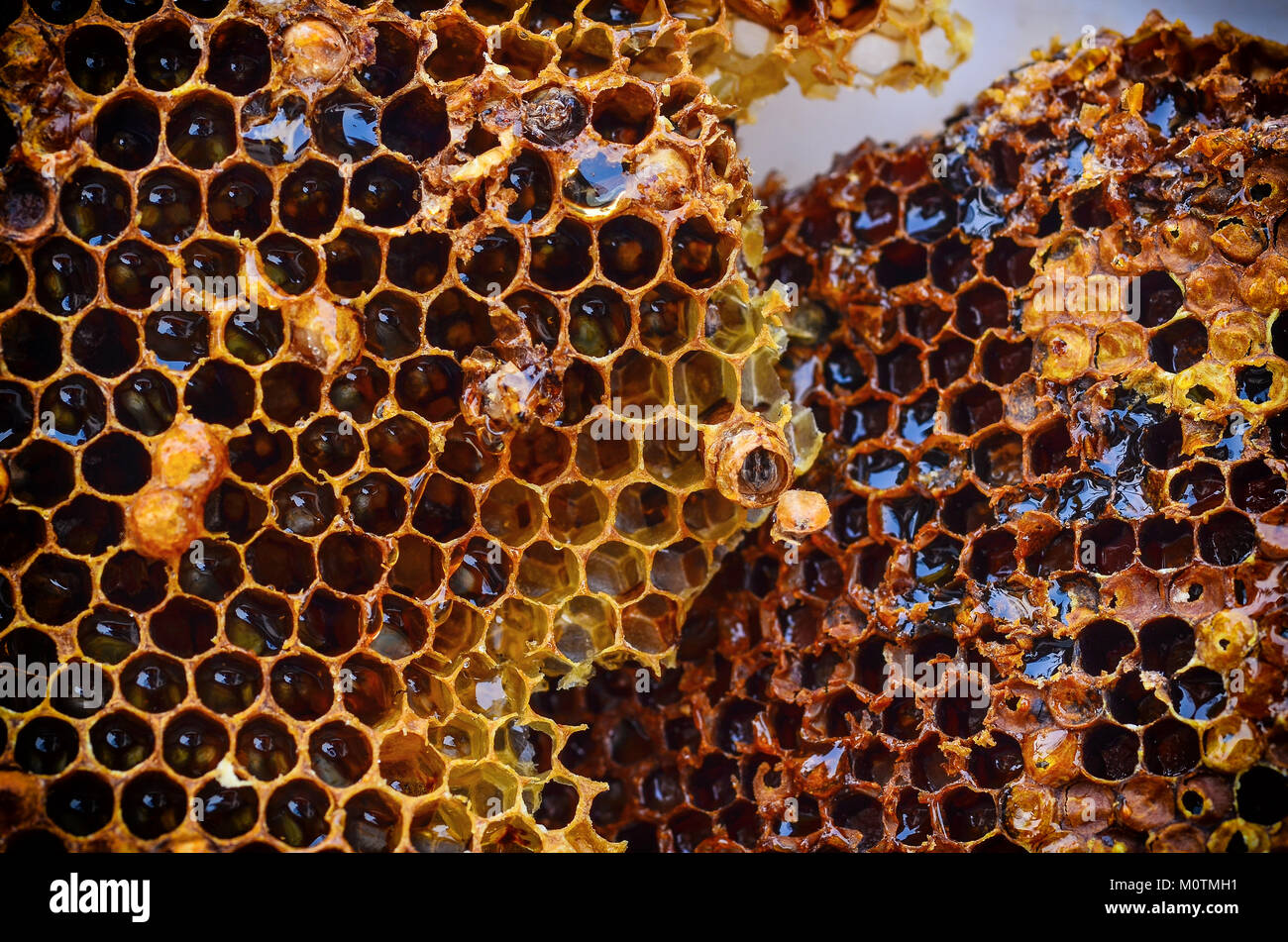 close up Beehive honeycomb detail - bees  honey cells wax Stock Photo