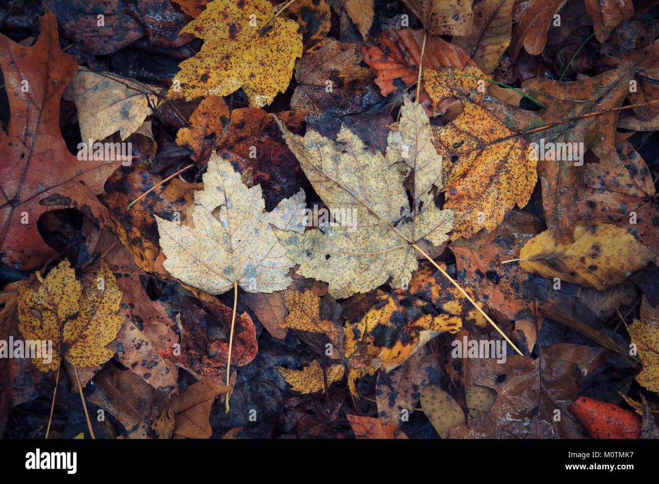 Maple leaves on forest floor Stock Photo