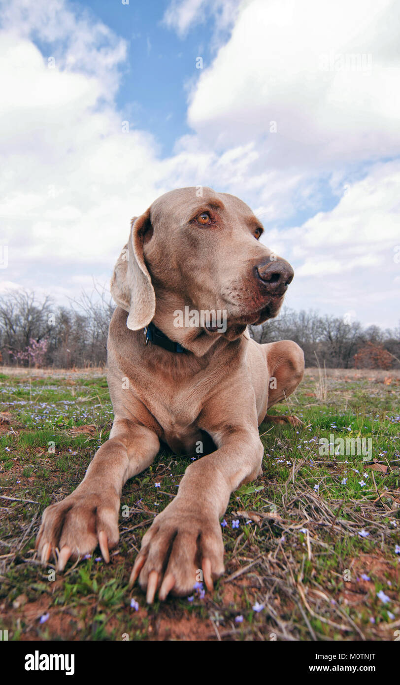 Weimaraner resting in grass in early spring Stock Photo
