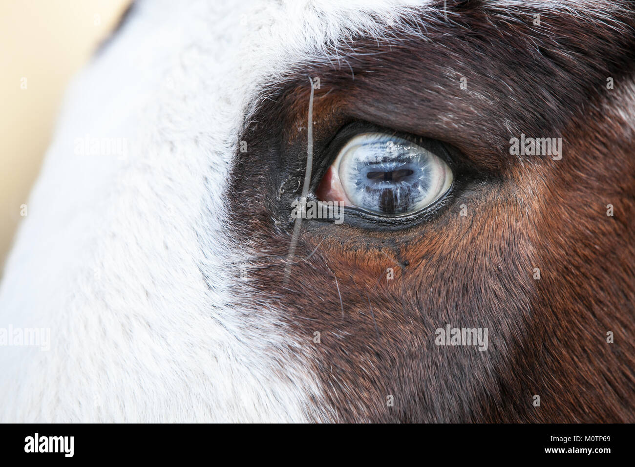 Horse with bright blue eyes Stock Photo