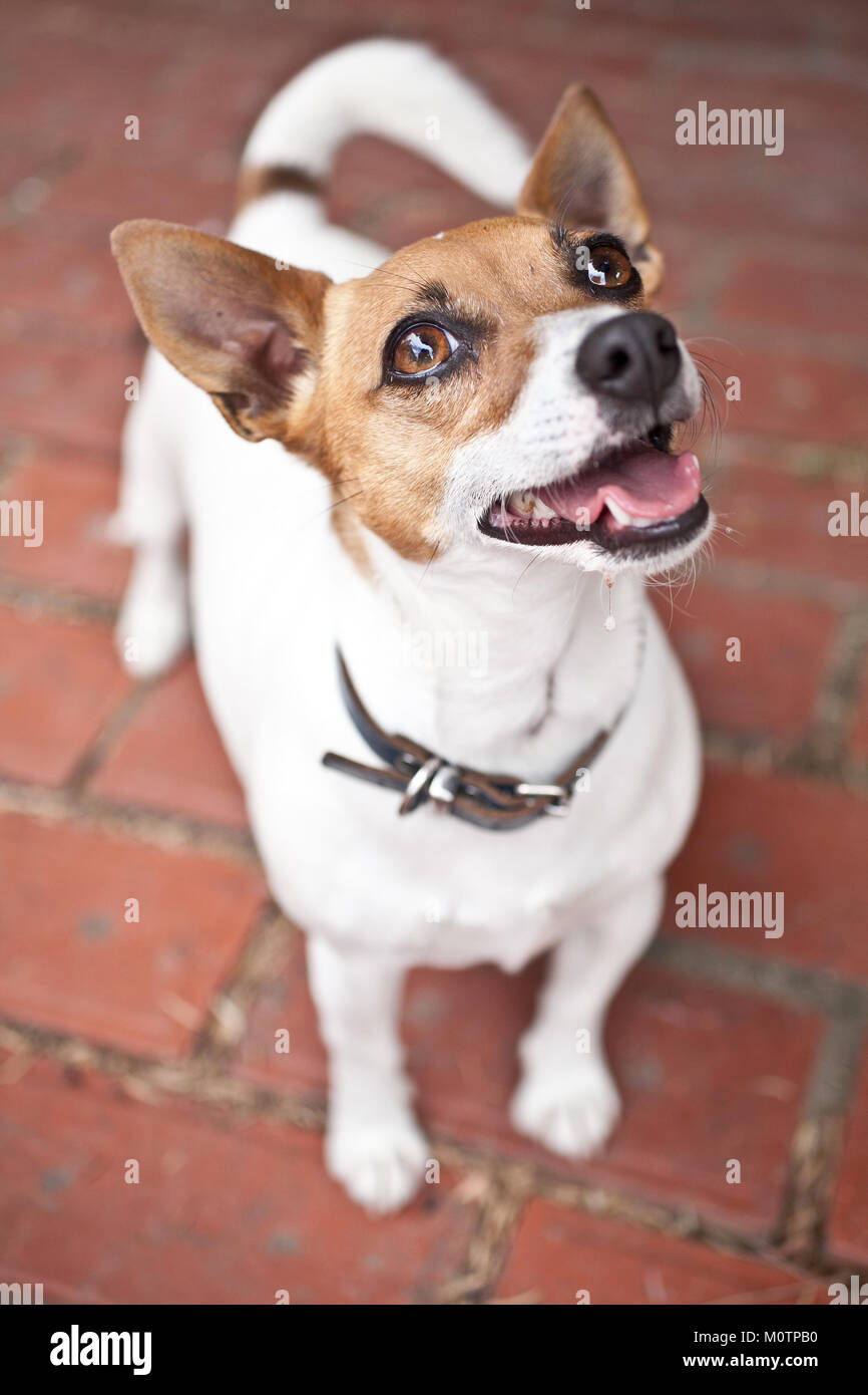 Jack russell cross breed hires stock photography and images Alamy