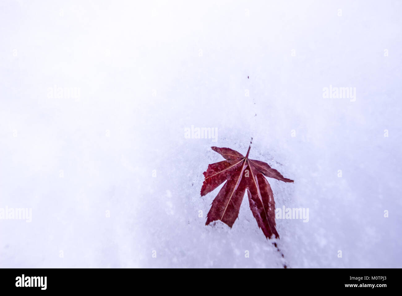 Acer palmatum momiji hi-res stock photography and images - Alamy