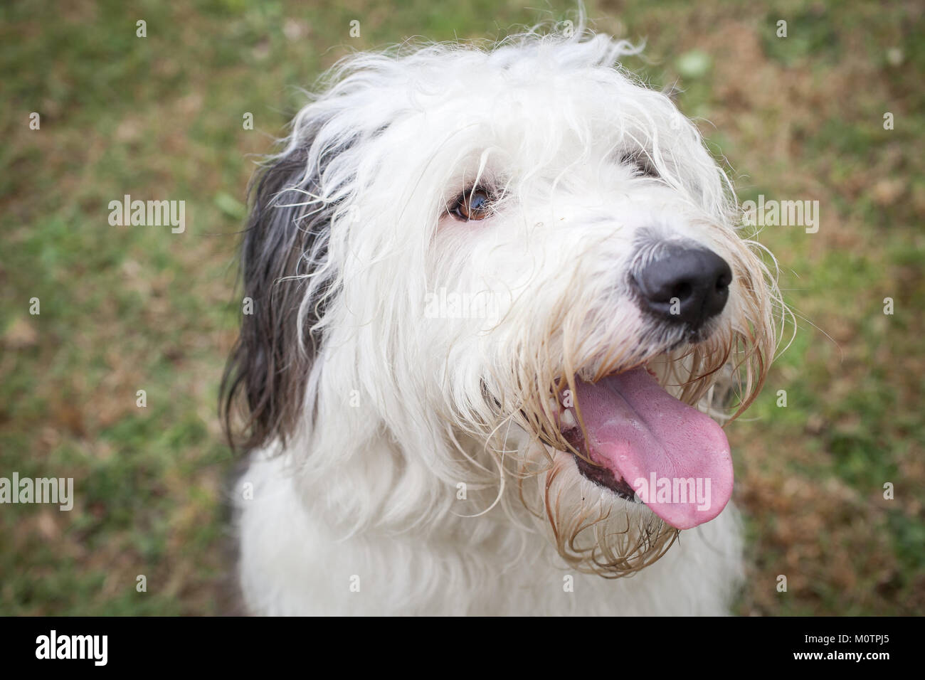 Old English Sheepdog Sitting In White Studio Stock Photo, Picture and  Royalty Free Image. Image 66897264.