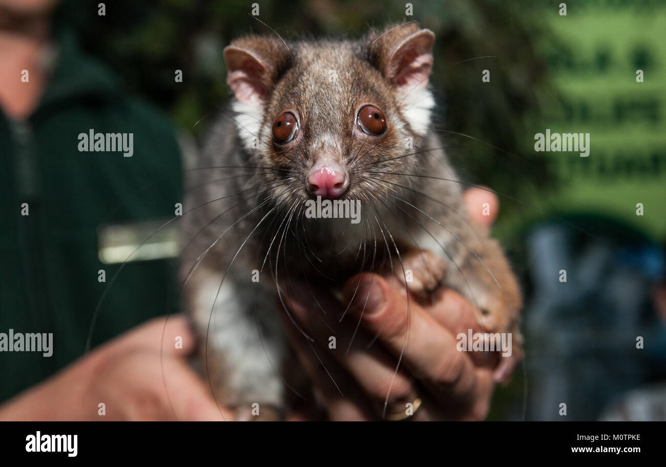 Possum on show at a corporate event for international guests in Australia Stock Photo