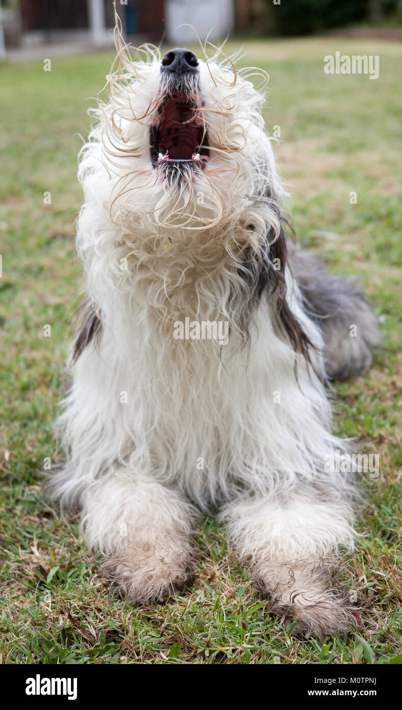 Old English Sheepdog Sitting In White Studio Stock Photo, Picture and  Royalty Free Image. Image 66897264.