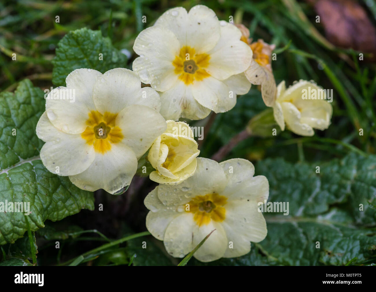 A close-up shot of an english primrose plant. Stock Photo