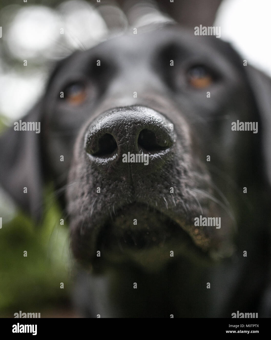 Close up of a Black Labrador's nose Stock Photo Alamy