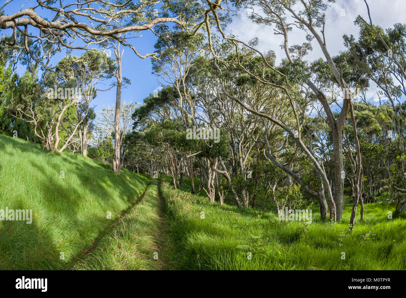 Rural road through koa trees at Keanakolu Camp on Mana Road around Mauna Kea. Stock Photo