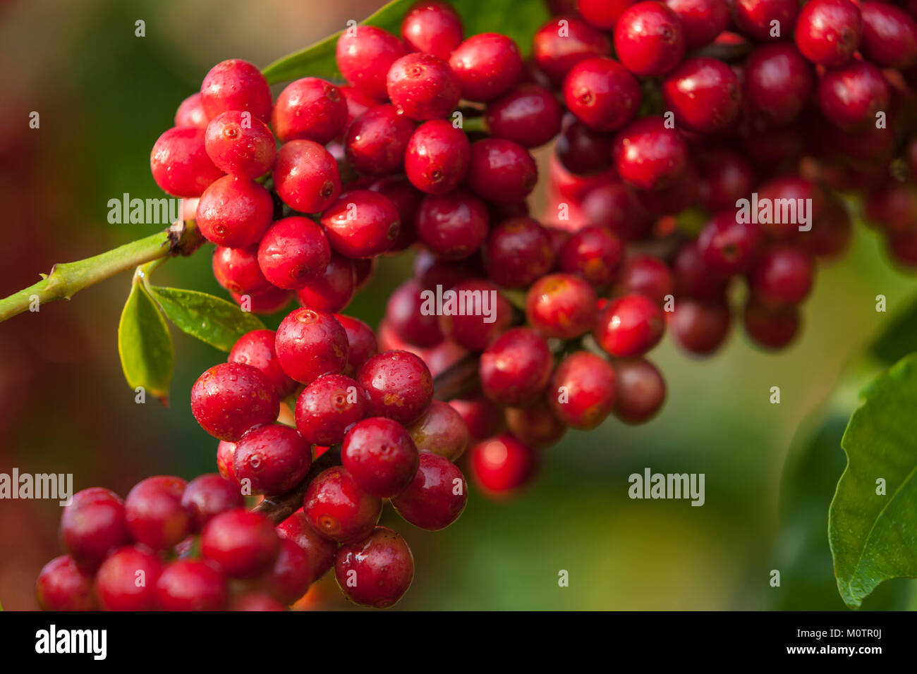 Kona Coffee at cherry stage in South Kona, Hawaii Stock Photo Alamy