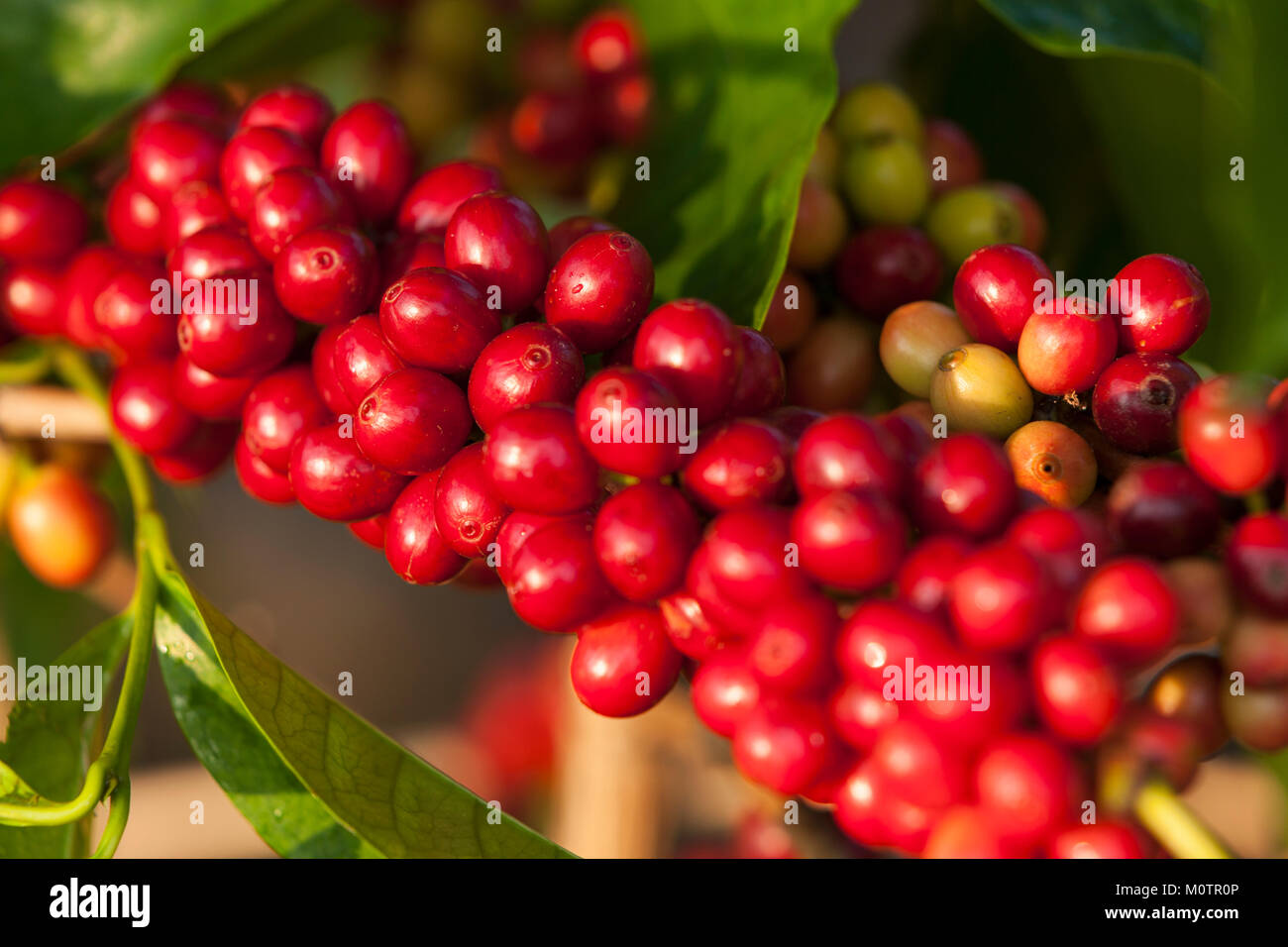 Kona Coffee at cherry stage in South Kona, Hawaii Stock Photo Alamy