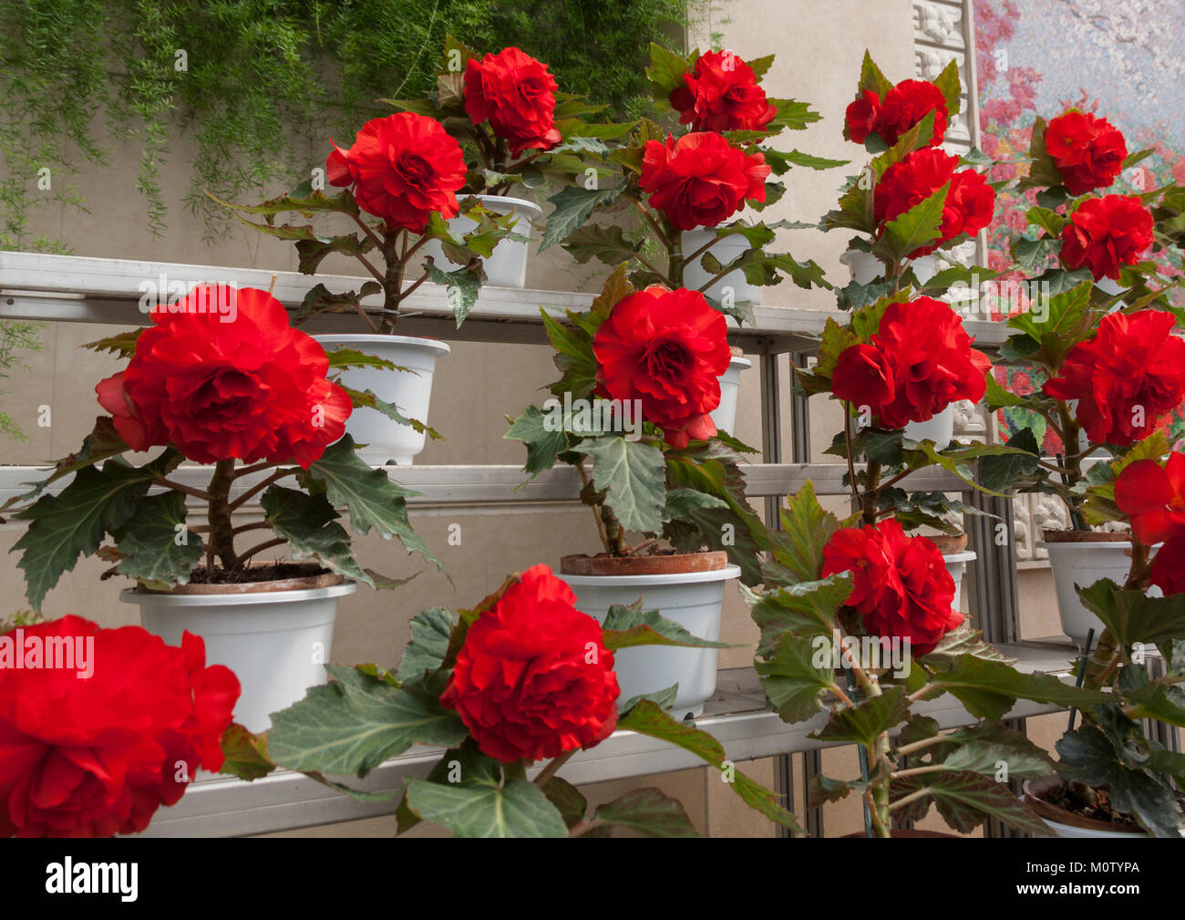 Kimjongilia flowers in the international Kimilsungia and Kimjongilia