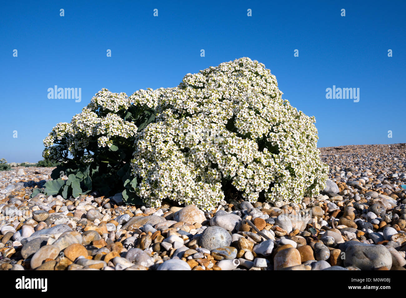 Low angle view of Sea Kale (Crambe Maritima) in flower growing on a shingle beach, Dungeness, Kent, England Stock Photo