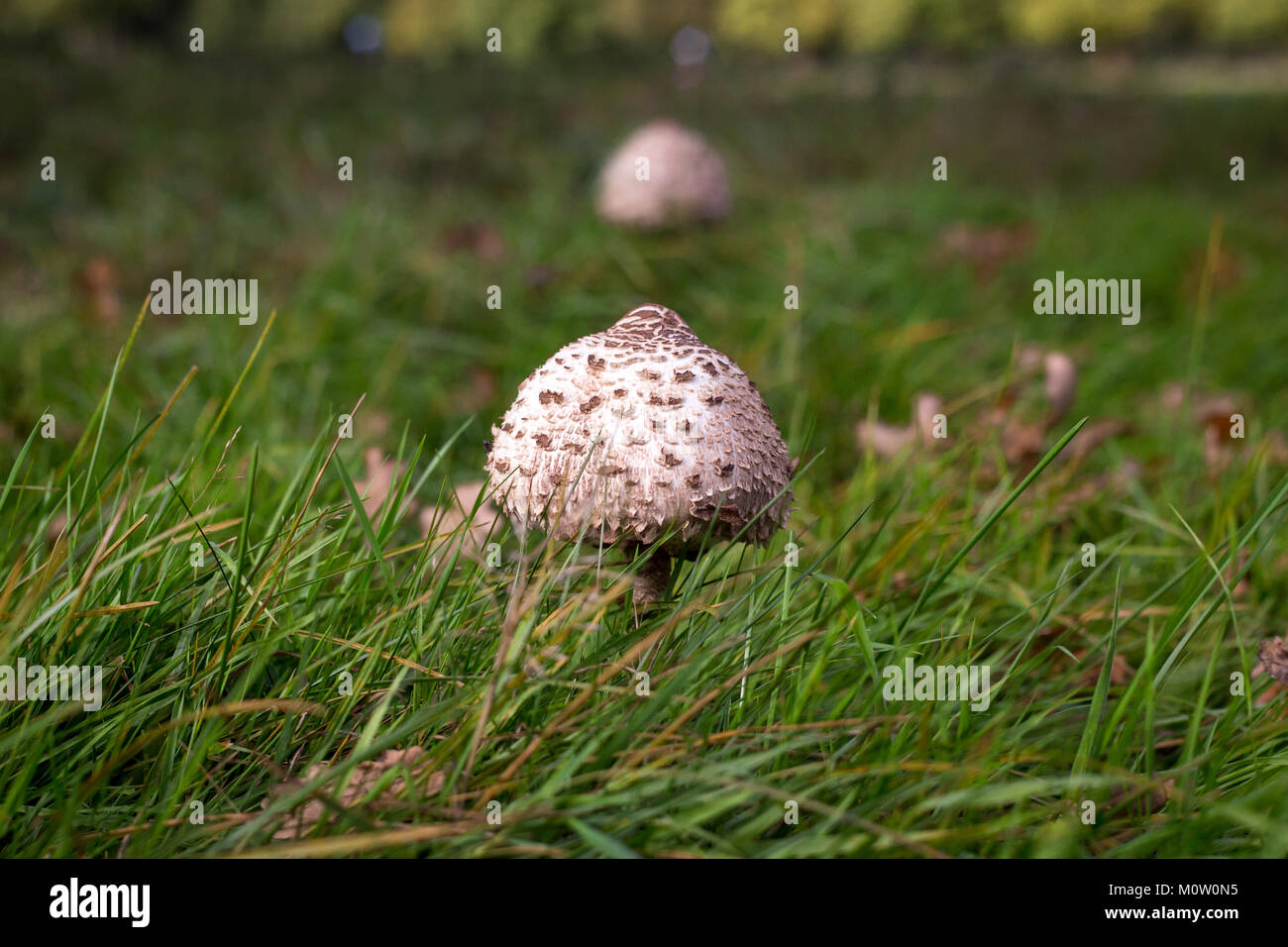 Wild mushroom growing in a meadow Stock Photo Alamy