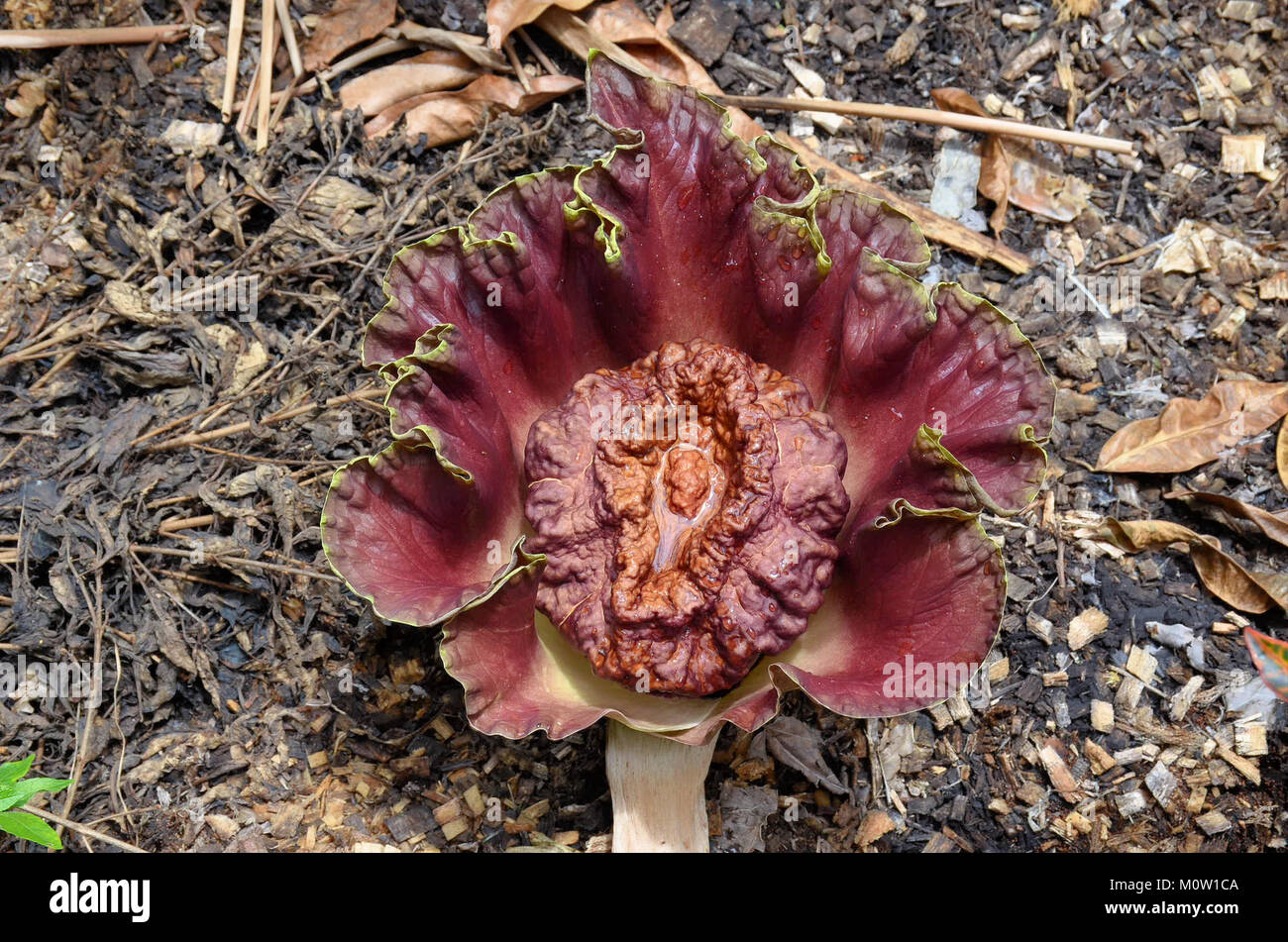 Amorphophallus paeoniifolius. Carrion Lily. Voodoo Lily. Corpse Lily. Asian Amorphophallus. Edible Amorphophallus Stock Photo