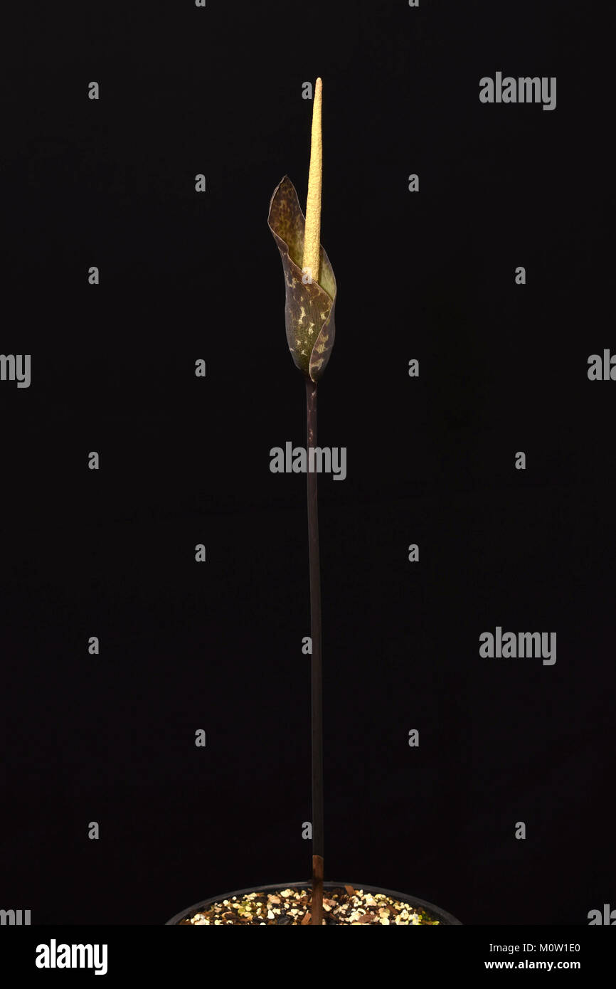 Amorphophallus Scutatus. Carrion Lily. Voodoo Lily. Corpse Lily. Thailand Amorphophallus Stock Photo