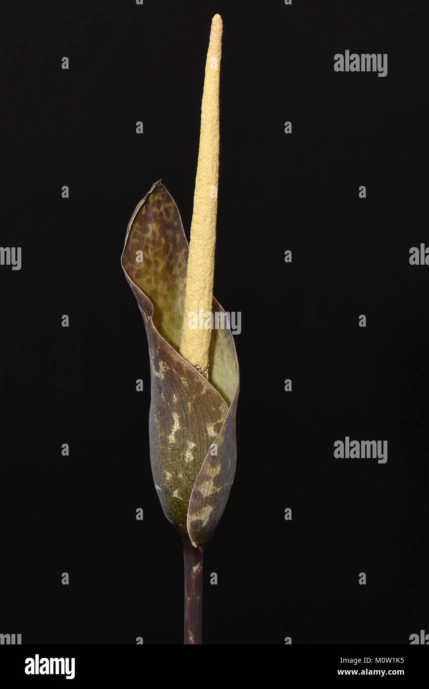Amorphophallus scutatus. Carrion Lily. Voodoo Lily. Corpse Lily Stock Photo