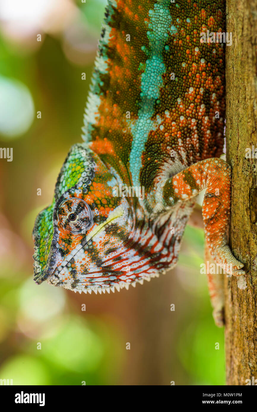 Panther Chameleon - Furcifer pardalis, Madagascar. Beautiful lizard from Madagascar rain forest. Endemic colorful lizard. Rain forest. Safari Portrait Stock Photo