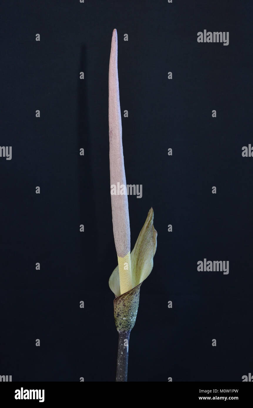 Amorphophallus variabilis. Carrion Lily. Voodoo Lily. Corpse Lily. Indonesian Amorphophallus Stock Photo