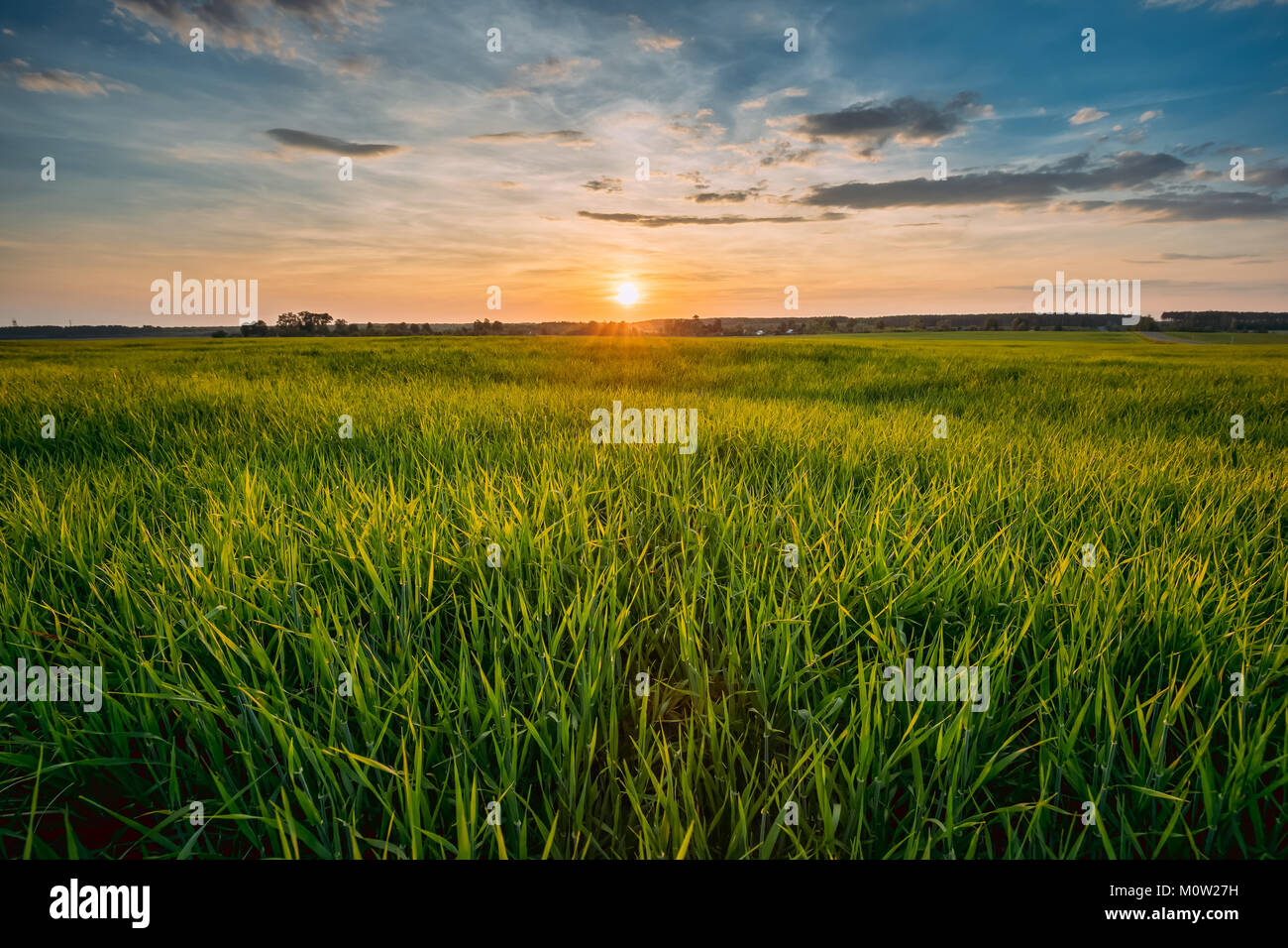 Spring Sun Shining Over Agricultural Landscape Of Green Wheat Field. Scenic Summer Colorful Dramatic Sky In Sunset Dawn Sunrise. Skyline. Stock Photo