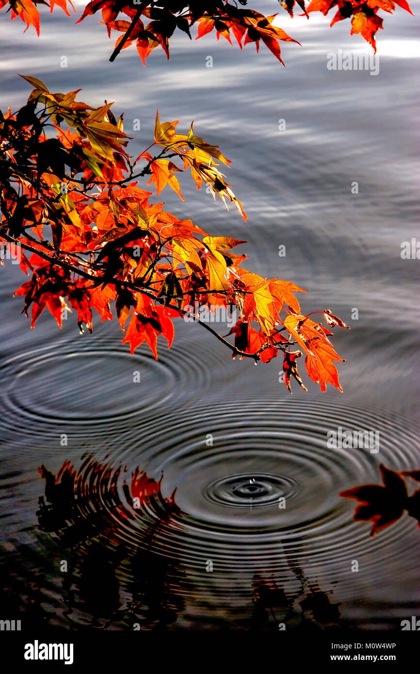 A Japanese maple displaying vivid red and orange leaves in autumn, driping dew into a dark lake producing an artistic droplet and ripples. Stock Photo