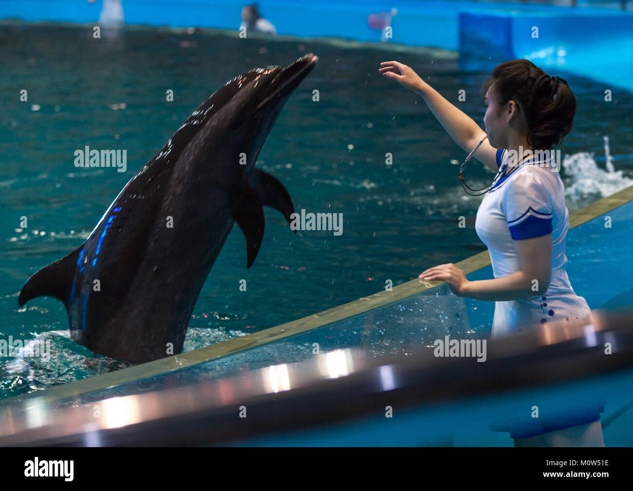 Dolphin Show In Rungna Dolphinarium Pyongan Province Pyongyang Stock Photo Alamy
