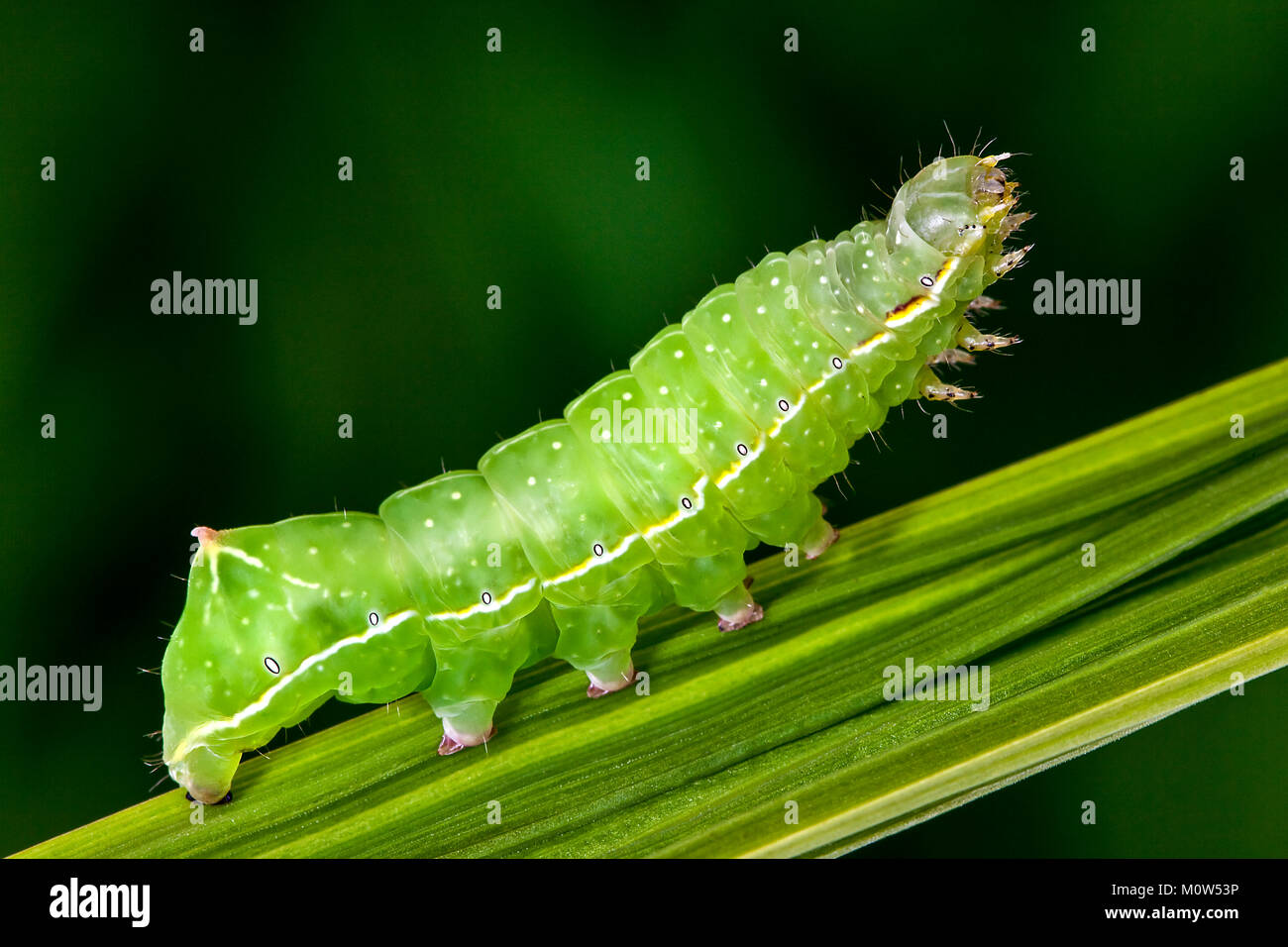 A Svensson's copper underwing caterpillar (Amphipyra berbera) on a Corcosmia leaf. This will metamorphise into the Svenson's copper underwing moth. Stock Photo