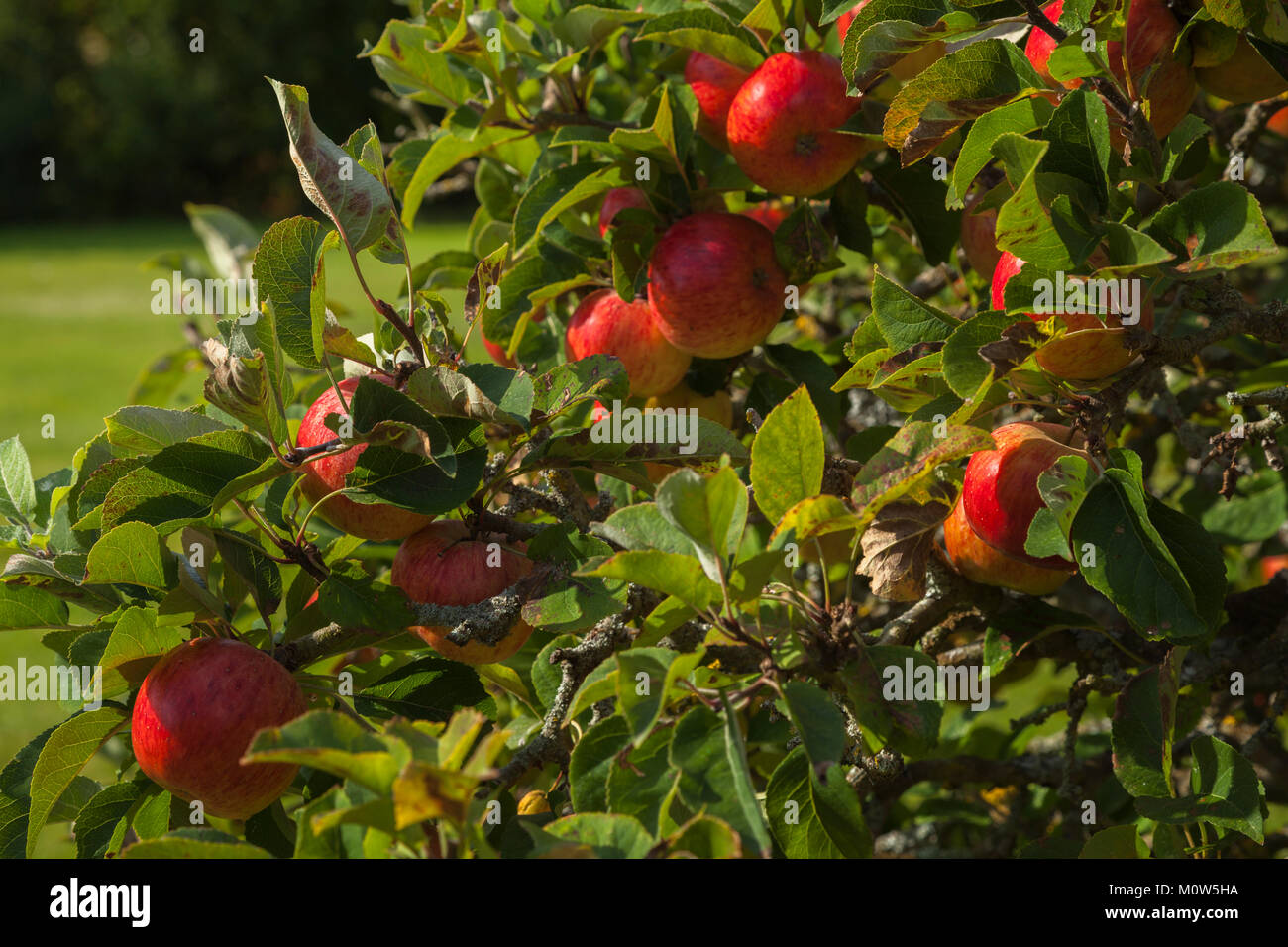 Ripe rosy red apples growing on an espaliered tree in the orchard of the walled garden of Rousham House in Oxfordshire, England. Stock Photo