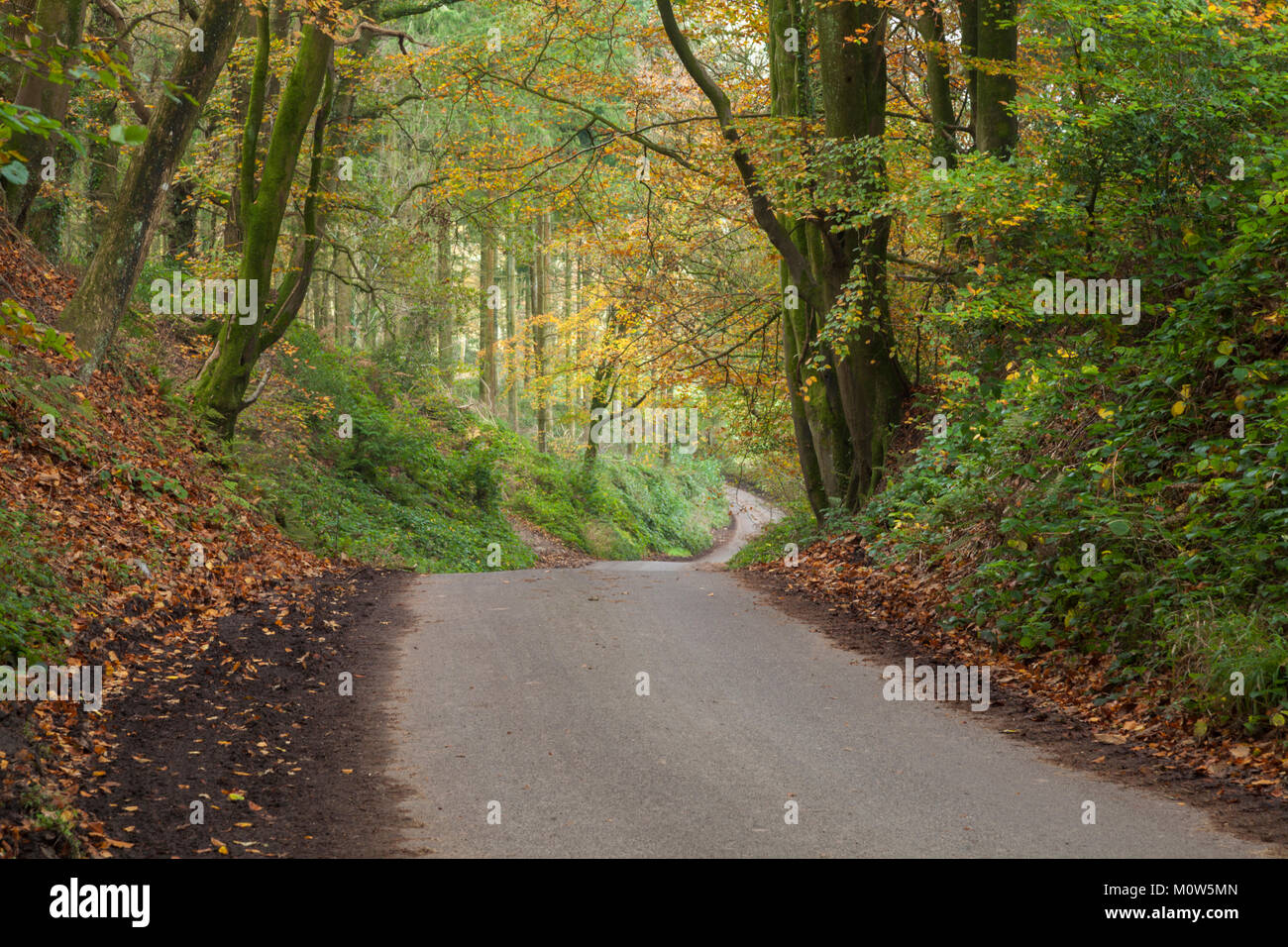 A winding country road enclosed by autumn woodland near Stourhead, on the Somerset and Wiltshire border, England. Stock Photo