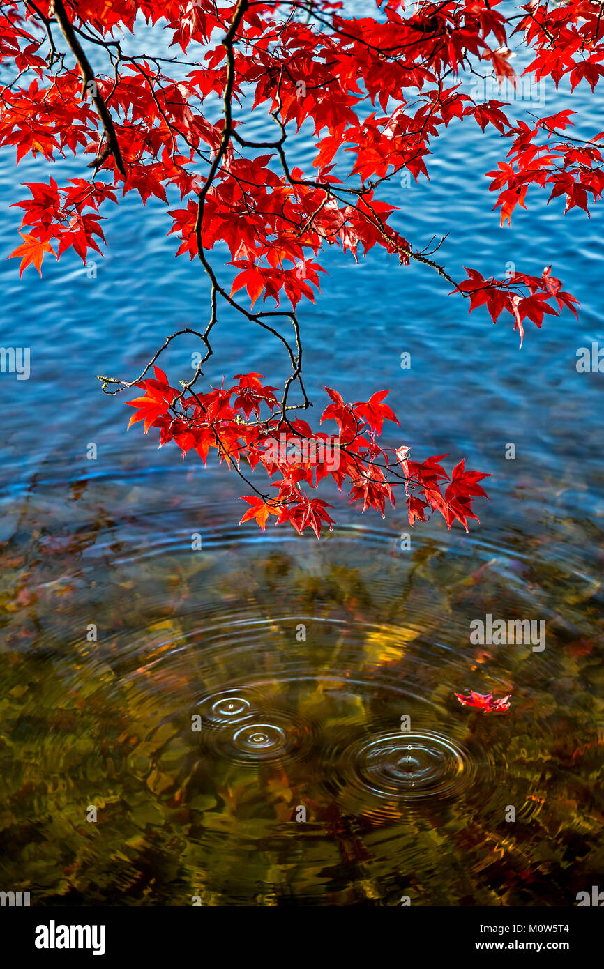 A Japanese maple displaying vivid red leaves in autumn, driping dew and set against the blue background of a lake and fallen leaves under the water. Stock Photo