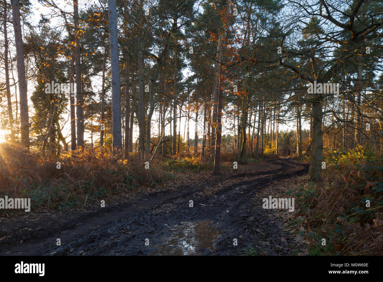 A muddy forest track near sunset within Harlestone Firs on the edge of Northampton in Northamptonshire. Stock Photo