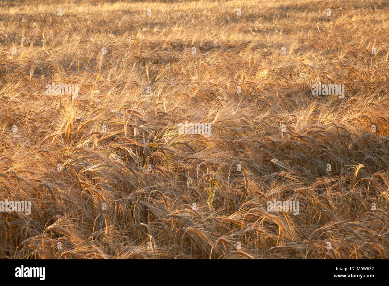 A field of golden barley bathed in warm evening sunlight near Church Brampton in Northamptonshire, England. Stock Photo